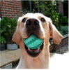 Interactive Rubber Balls Dog Toys